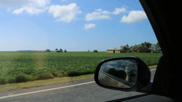 Northern Rivers Cane Fields