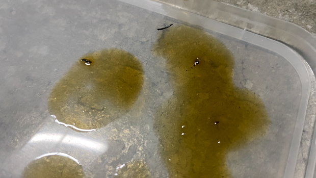 Hyundai i20 N long term update -4