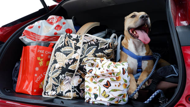 Mitsubishi Outlander PHEV Aspire LT 2022 boot dog