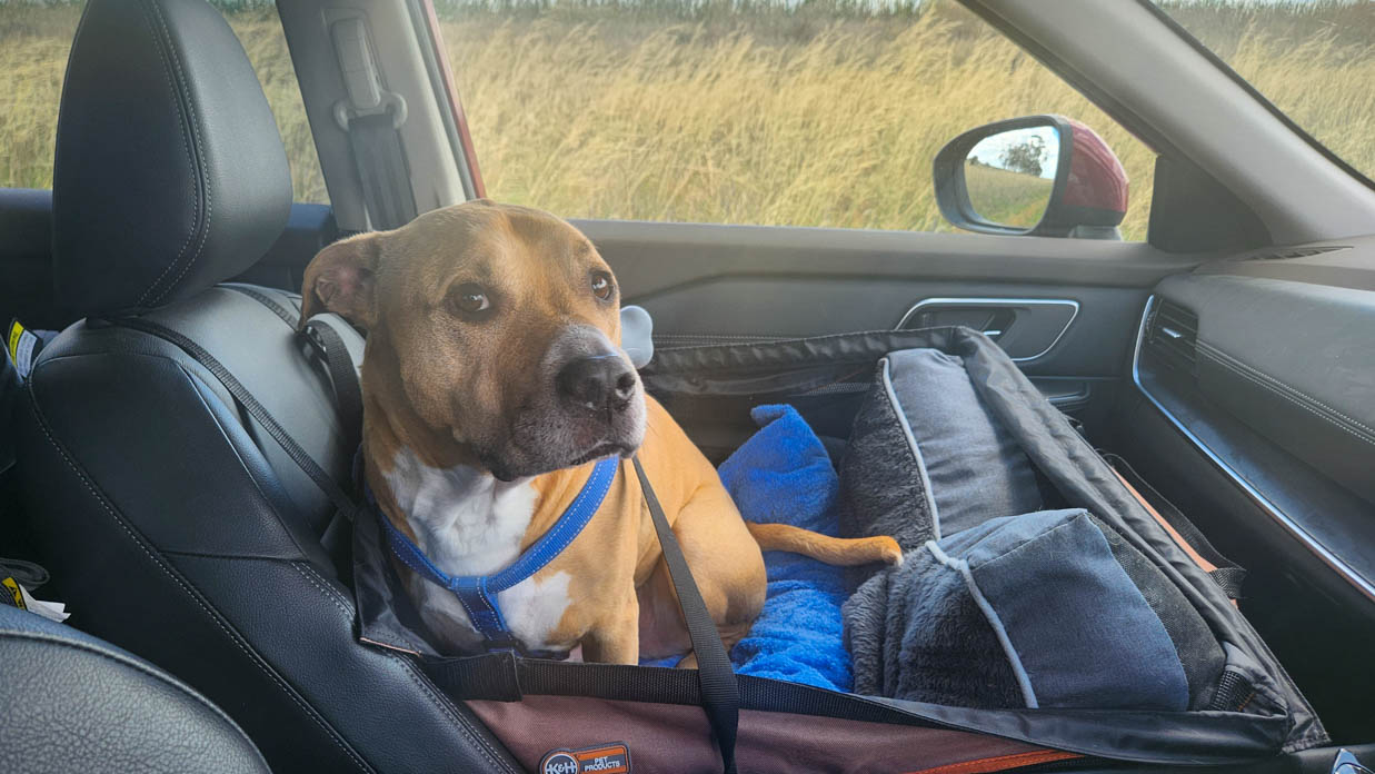 Nissan X-Trail Ti E-Power LT 2023 interior dog